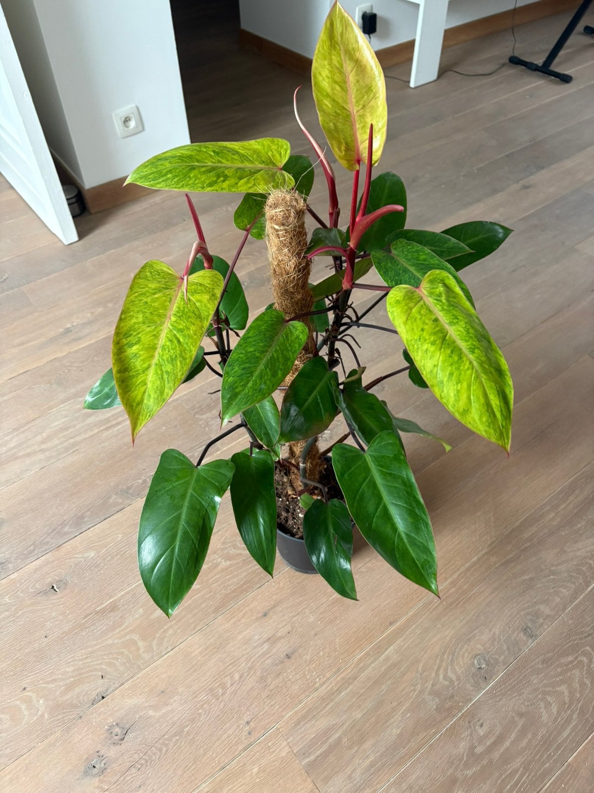 Philodendron painted lady, Maison & Meubles, Plantes d'intérieur, Autres espèces, En pot, Enlèvement ou Envoi, 100 à 150 cm