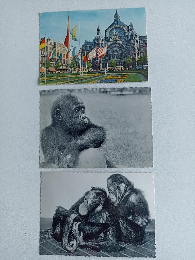 POSTKAARTEN ANTWERPEN, Verzamelen, Verzenden, 1960 tot 1980, Ongelopen, Antwerpen