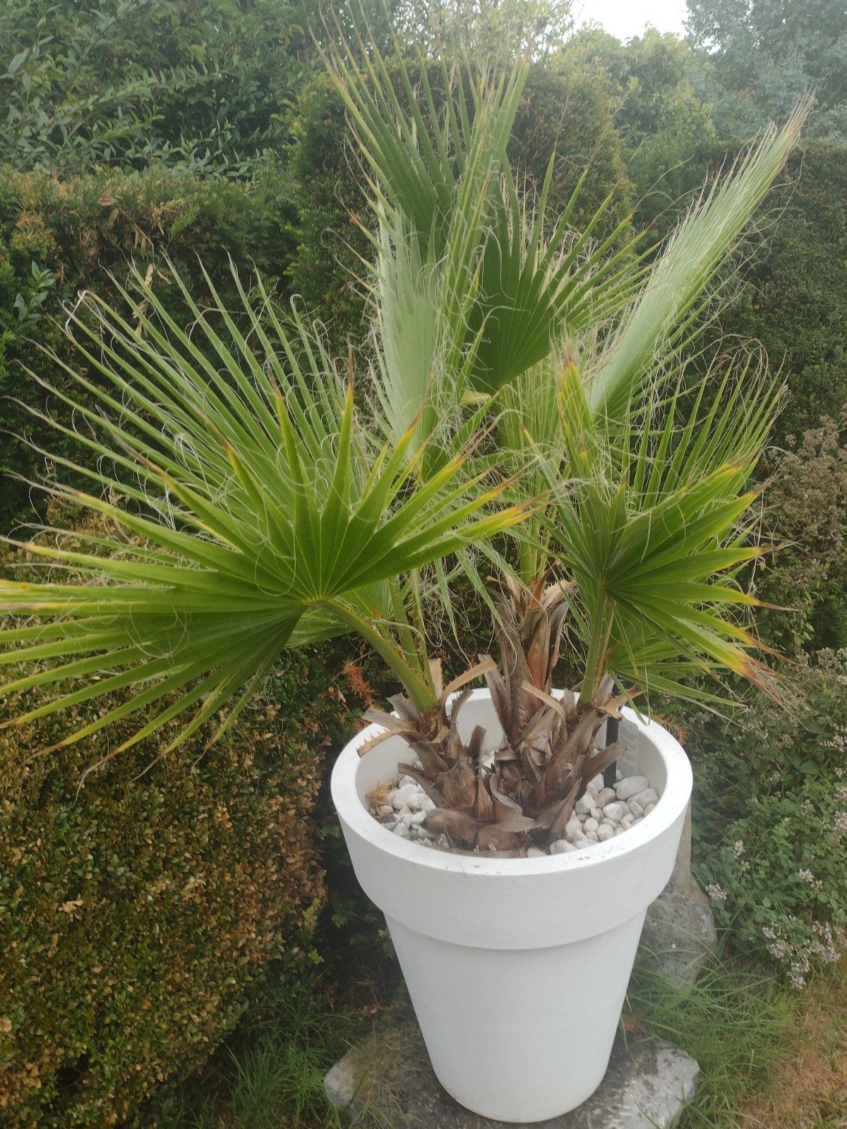 palmboom washintonia, Ophalen, Palmboom