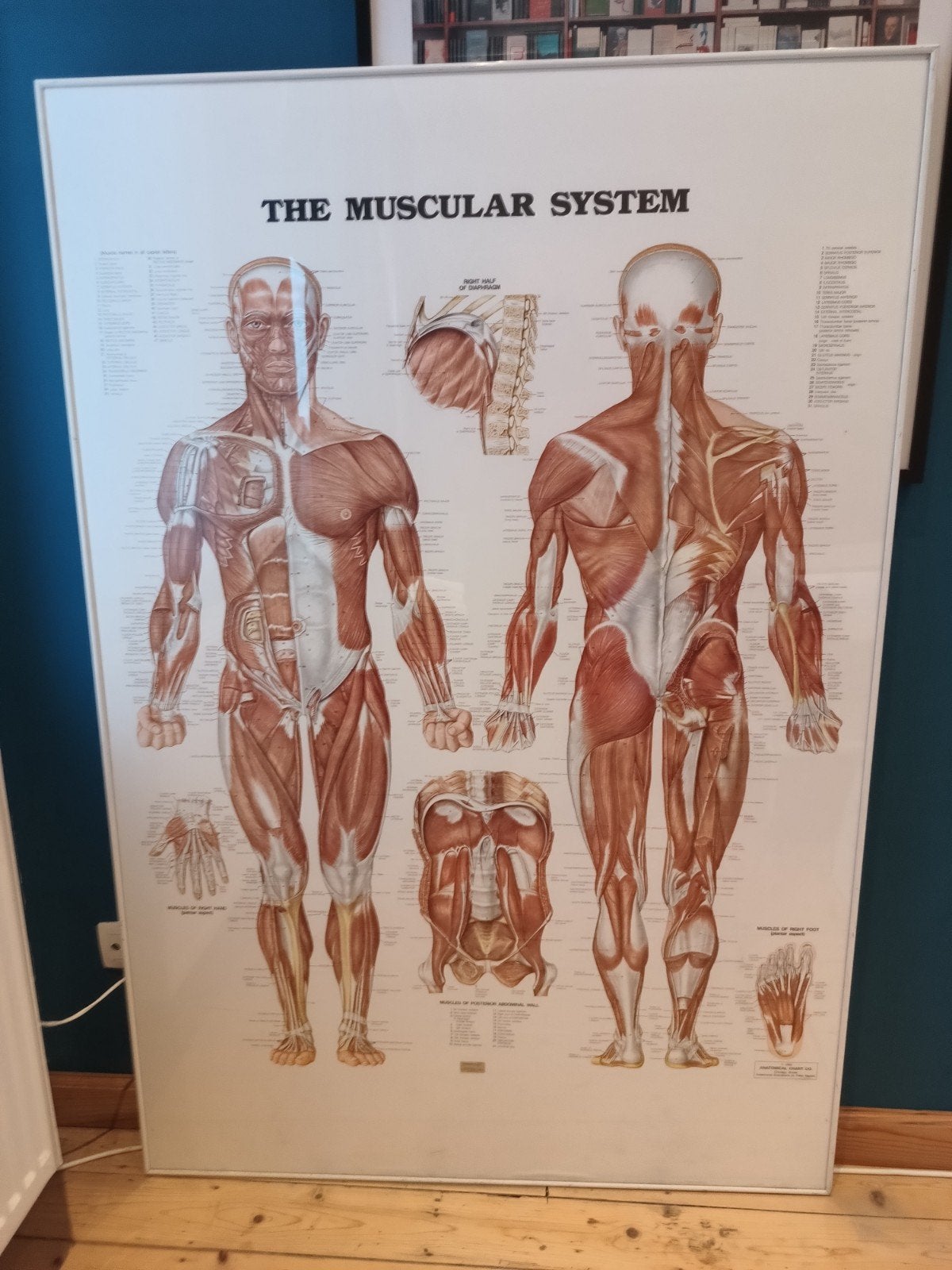 educatieve posters in kader, Ophalen, Natuur en Biologie