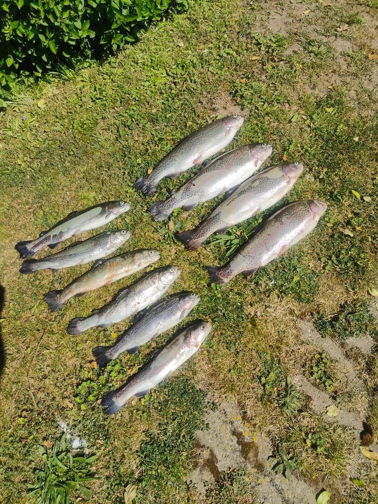 Zalmforel en forel, Ophalen