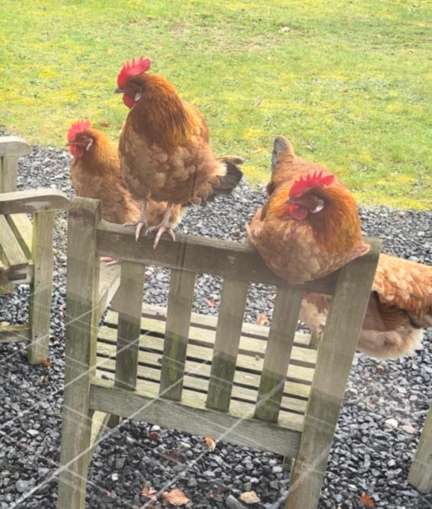 Kippen te koop, Dieren en Toebehoren