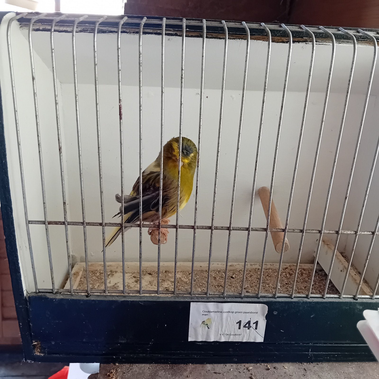 Gratis gloster man, met lumps, Dieren en Toebehoren, Vogels | Kanaries
