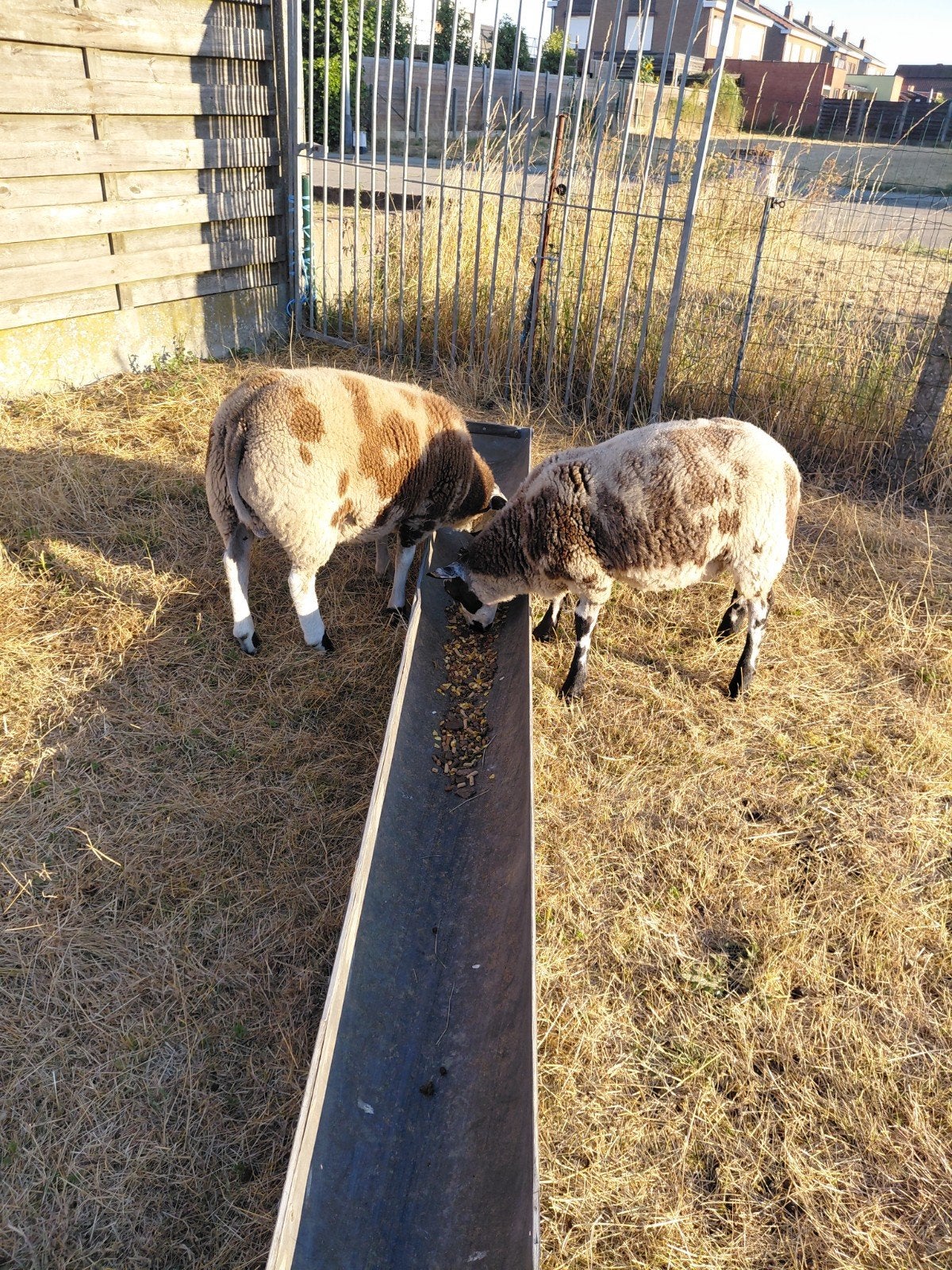 2mooie baggerbonte rammen, Dieren en Toebehoren, Schapen, Geiten en Varkens, Mannelijk, Schaap