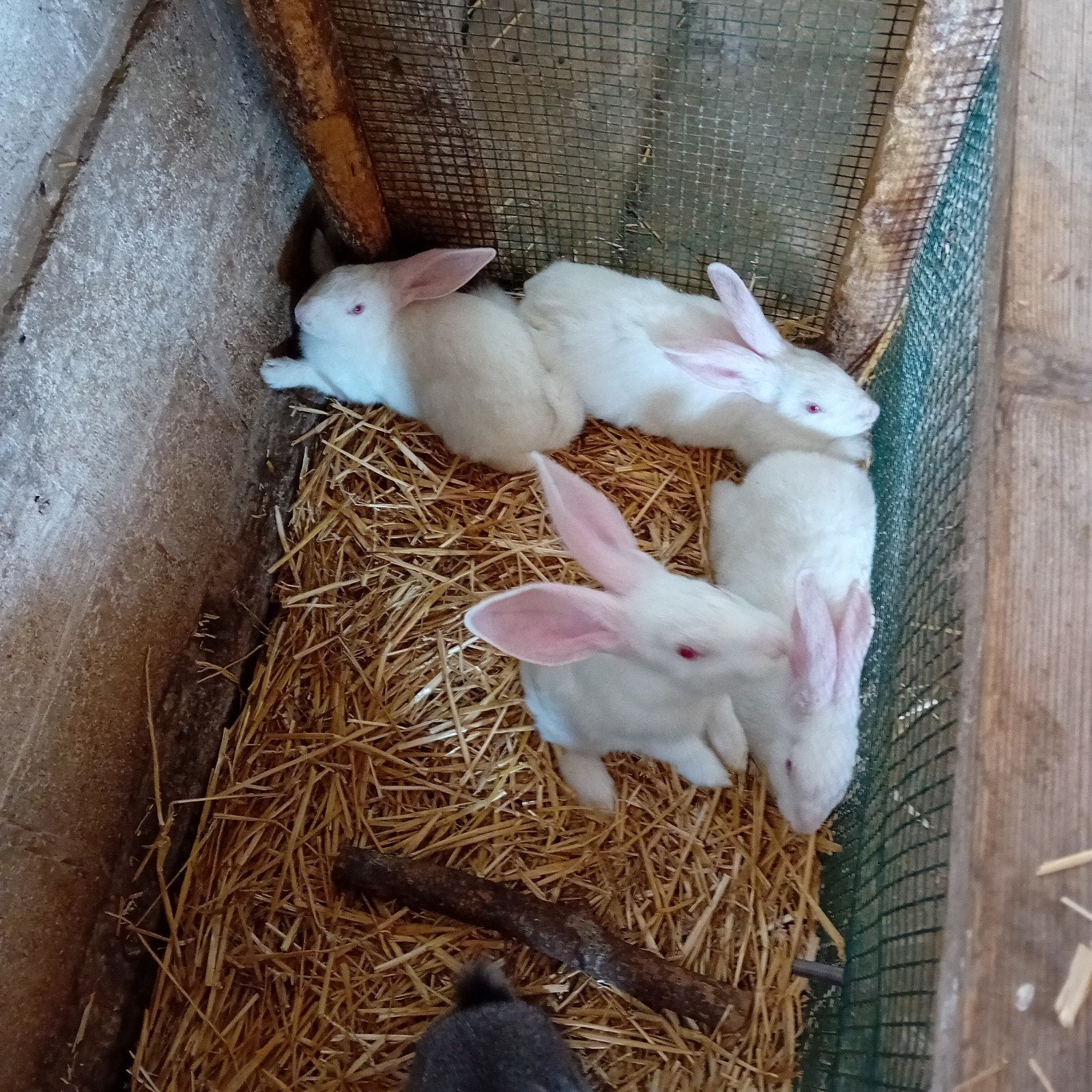 jeunes lapins