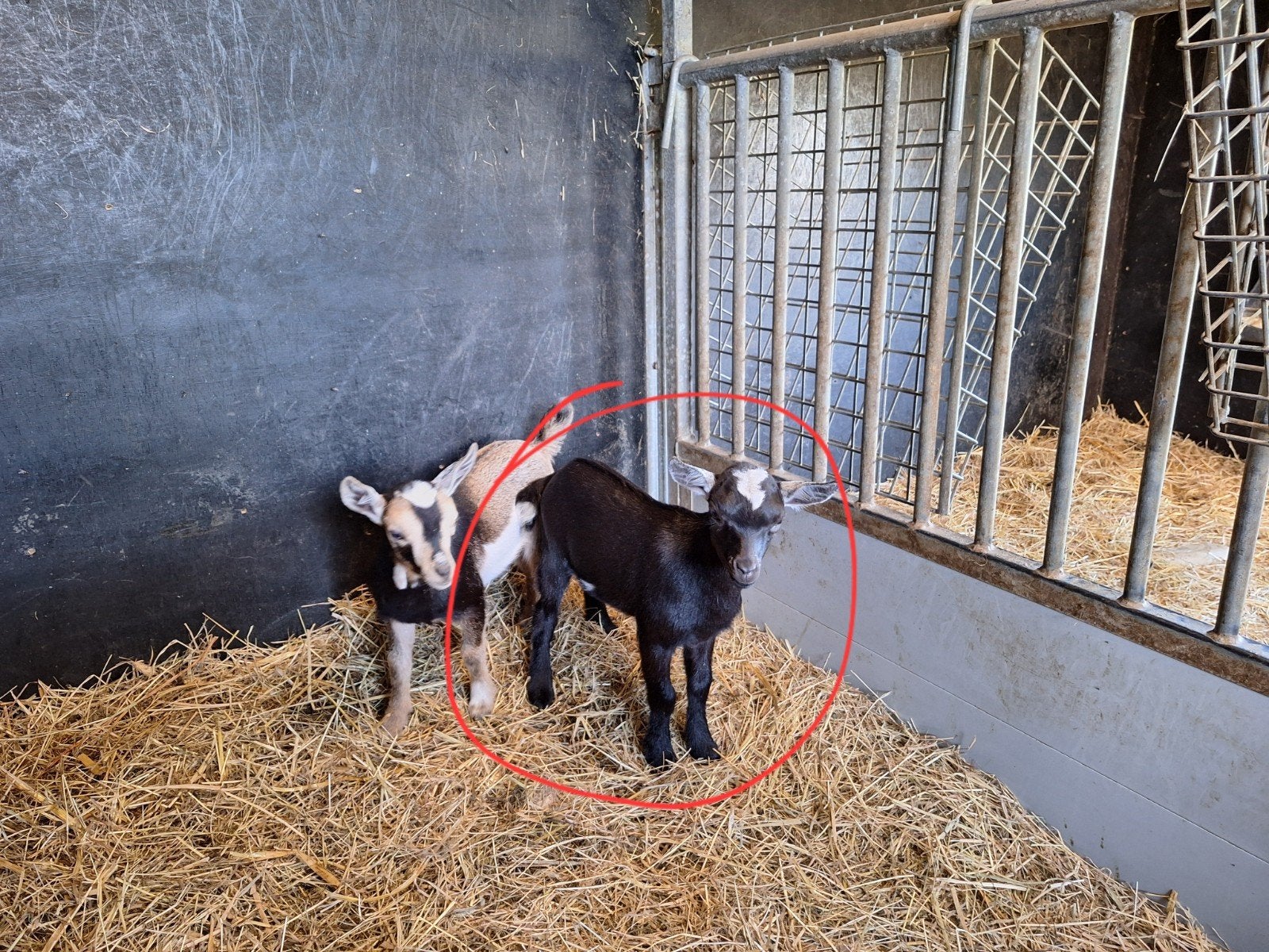 Chèvre pygmée sans cornes