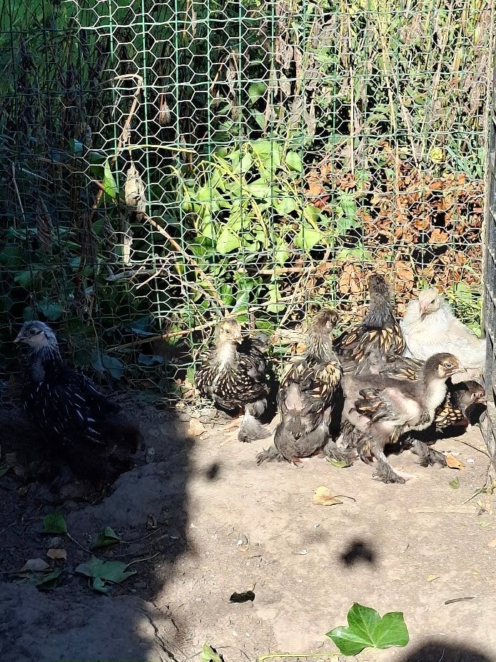 kuikens van brahma goud/zwart gezoomd, Dieren en Toebehoren, Meerdere dieren, Kip