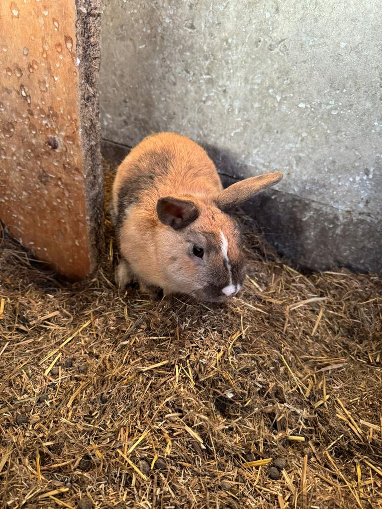 Jeune lapin nain, Animaux & Accessoires, Lapins, Mâle, Nain, 0 à 2 ans