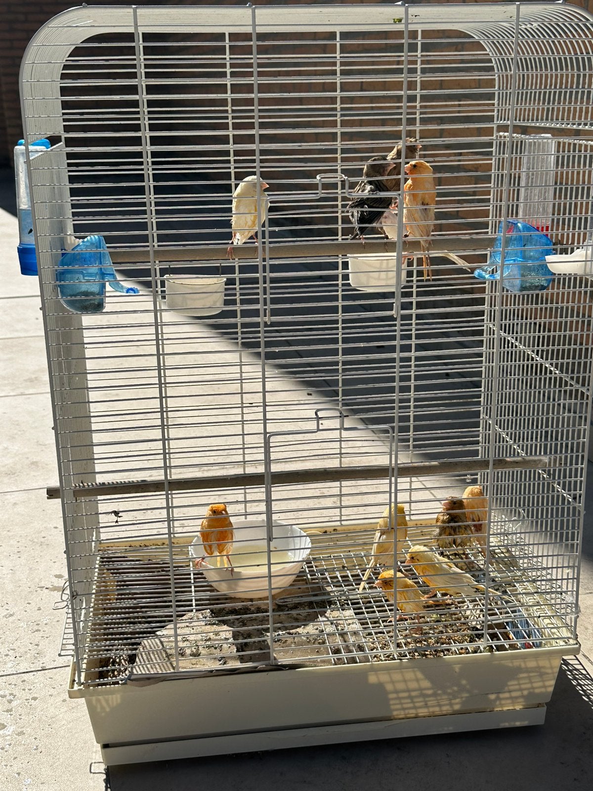 Canaris, Animaux & Accessoires, Oiseaux | Canaris