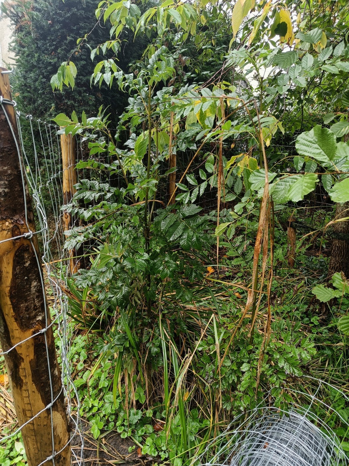 jonge es bomen, Tuin en Terras, Ophalen