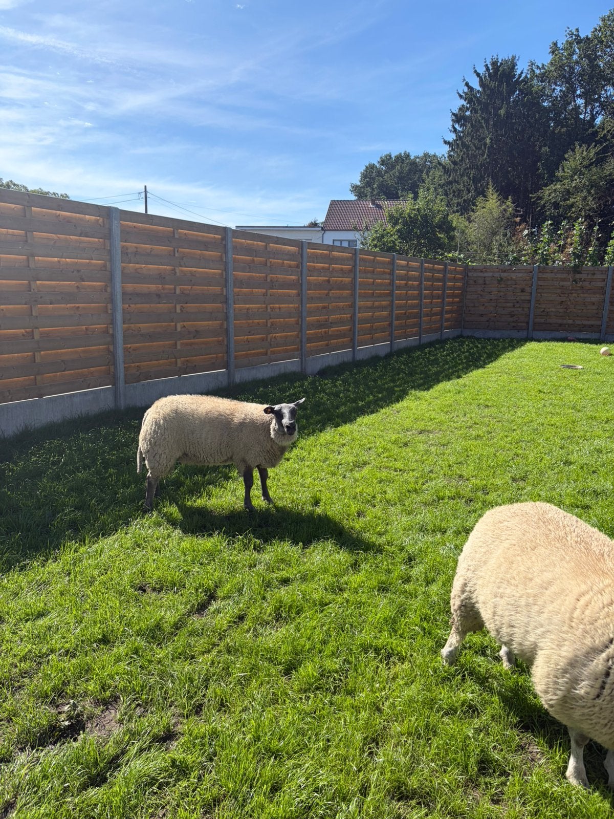 Ramme te koop, Dieren en Toebehoren, Mannelijk, Schaap, 0 tot 2 jaar