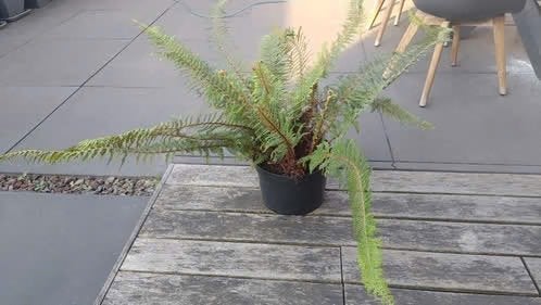 1 hele grote pot varen, Vaste plant, Bloeit niet, Halfschaduw, Ophalen