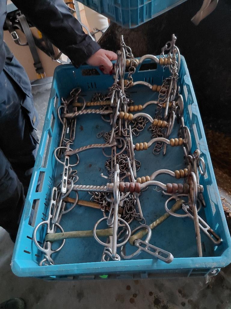 Menbitten, Utilisé, Autres types, Cheval