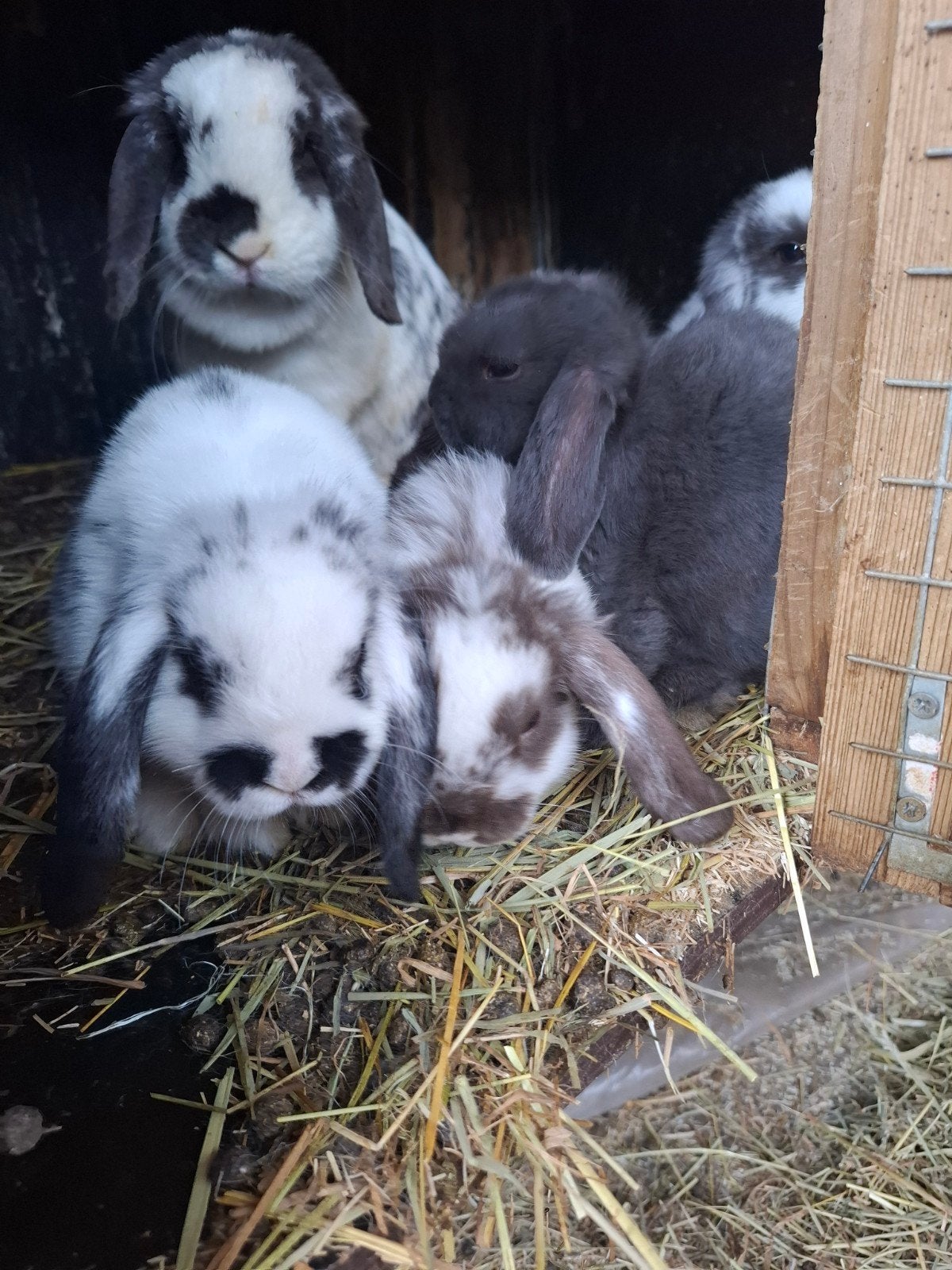Nederlandse hangoorkonijntjes, Dieren en Toebehoren, Konijnen, Meerdere dieren, Dwerg, Hangoor, 0 tot 2 jaar