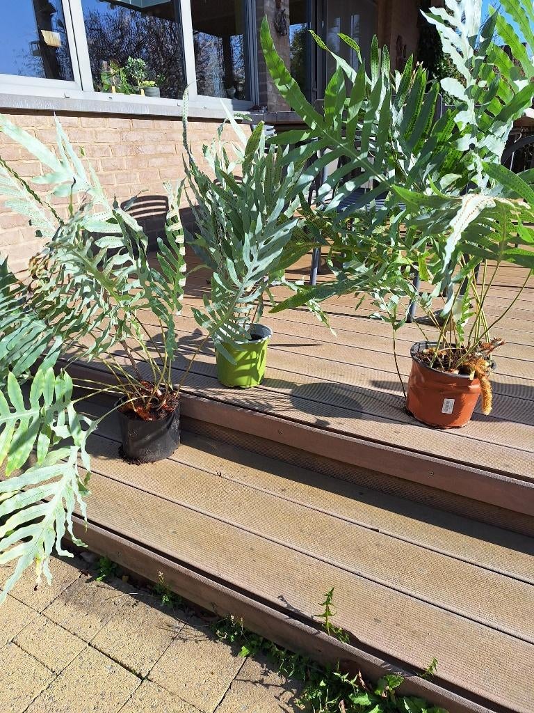 blauwe varens, Tuin en Terras, Planten | Tuinplanten, Ophalen, Vaste plant, Varens, Bloeit niet