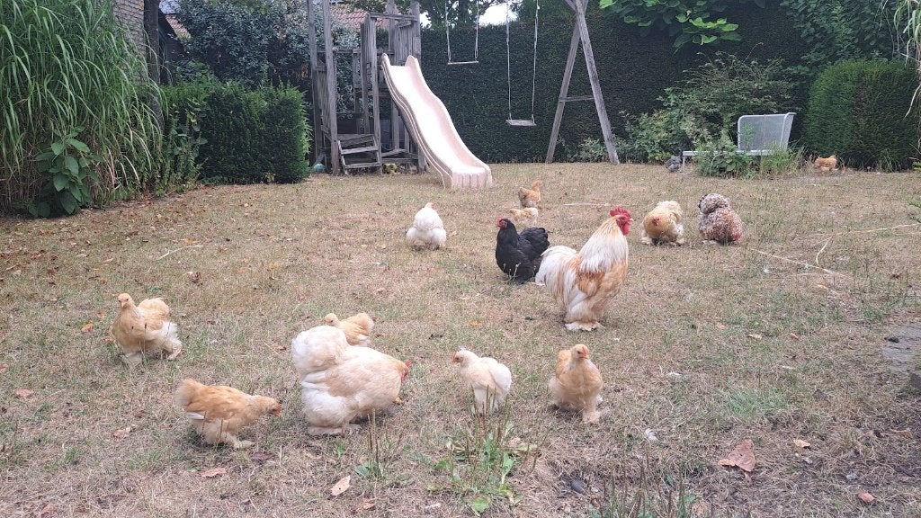 Conchin kriel kippen (min per 2) -  hanen gratis, Dieren en Toebehoren, Vrouwelijk, Kip