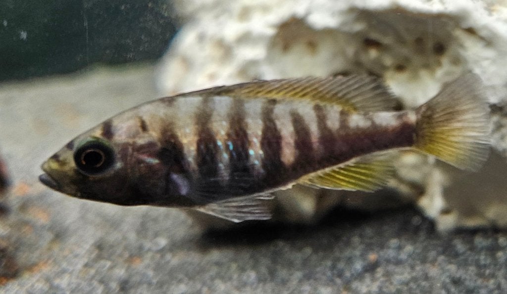 Pundamilia Neyererei victoria cichlide kan bij malawi, Dieren en Toebehoren, Vis, Zoetwatervis