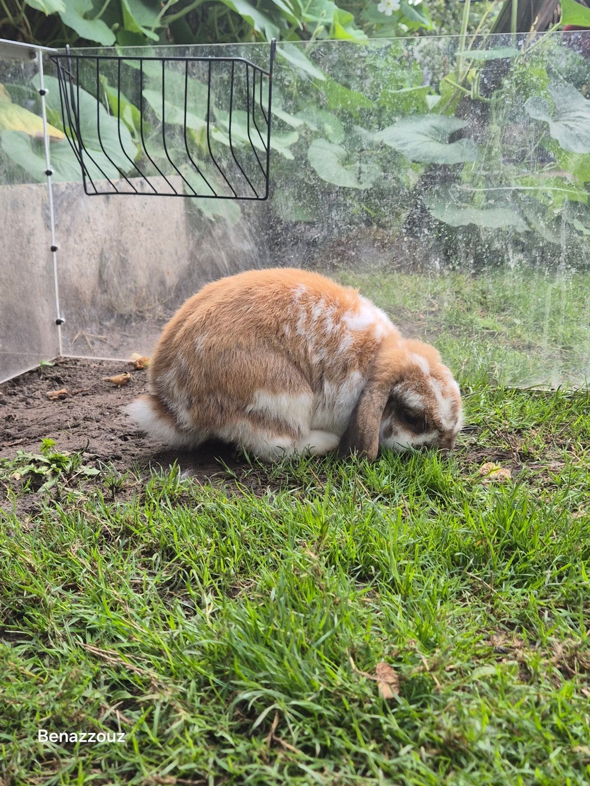 konijn, Geslacht onbekend, Middelgroot, Hangoor, 0 tot 2 jaar
