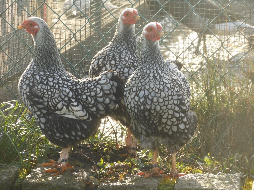 broedeieren  wyandot, Dieren en Toebehoren, Kip