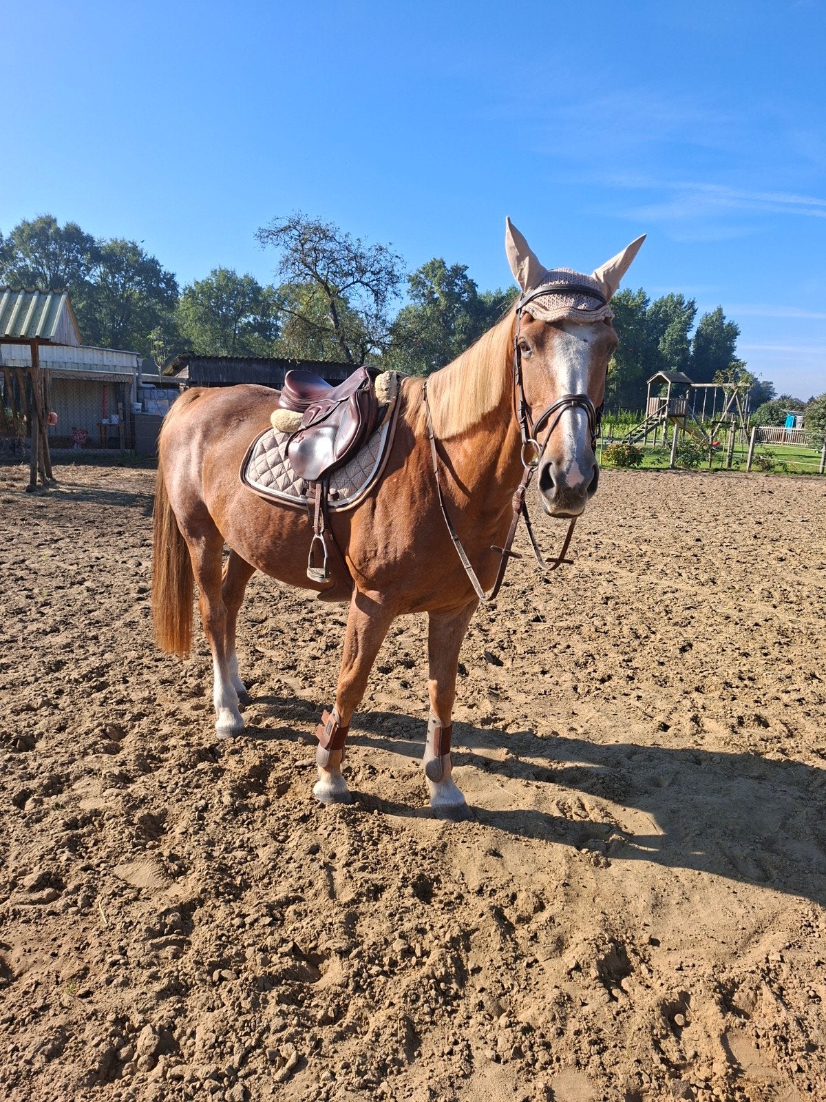 recreatie merrie, Animaux & Accessoires, Jument