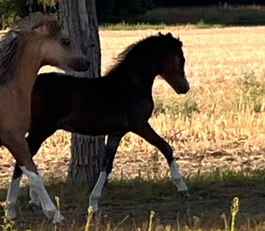 Welsh A hengstenveulen, Dieren en Toebehoren, Pony's, Hengst, B pony (1.17m tot 1.27m), Met stamboom, 0 tot 2 jaar