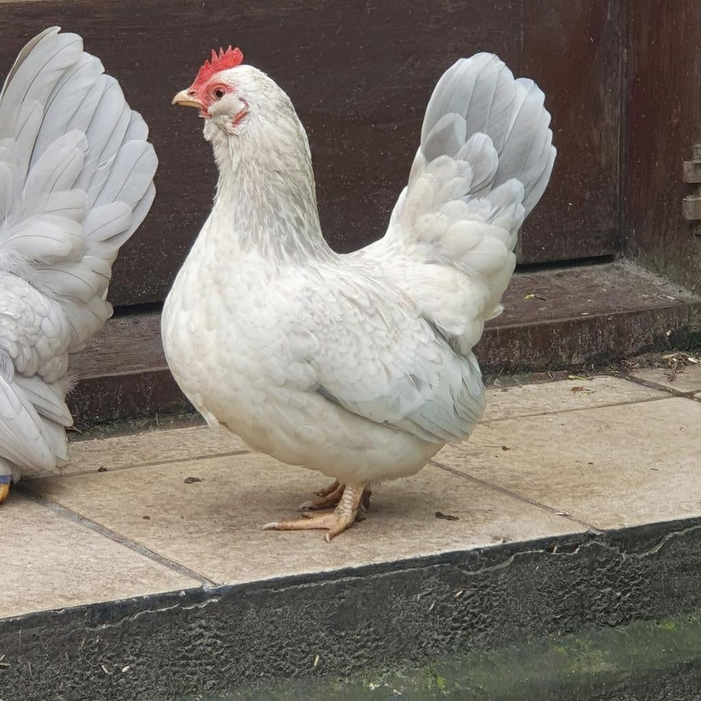 2 chabo kippen ,hennen