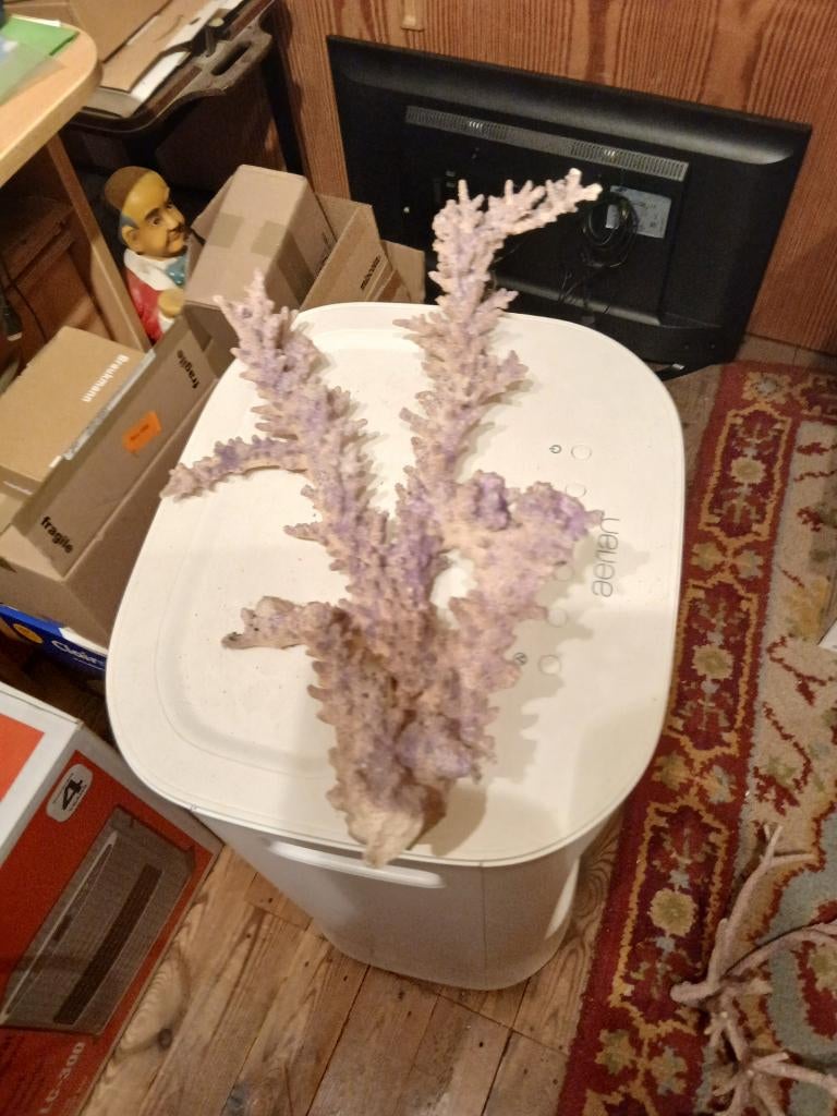 Coraux aquariums, Enlèvement