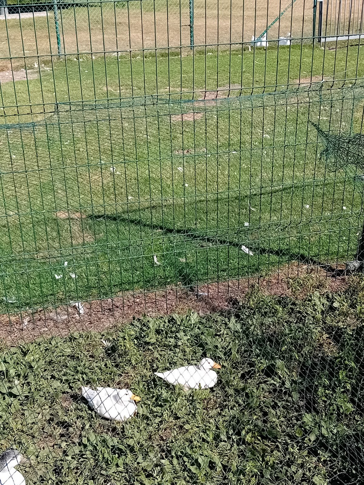 jongen hollandse kwakers, Dieren en Toebehoren, Pluimvee