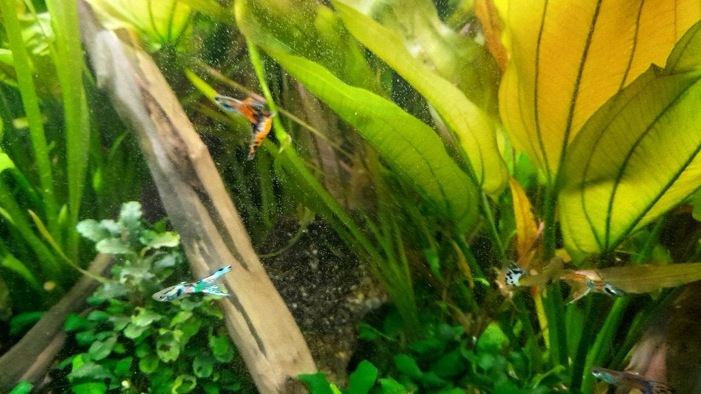 Guppies te koop, Dieren en Toebehoren, Vis, Zoetwatervis, Schoolvis