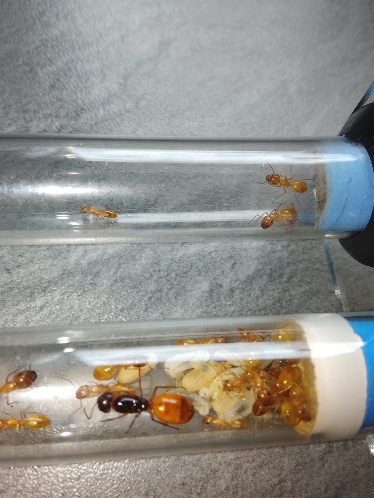 Camponotus fedtchenkoi, Enlèvement ou Envoi