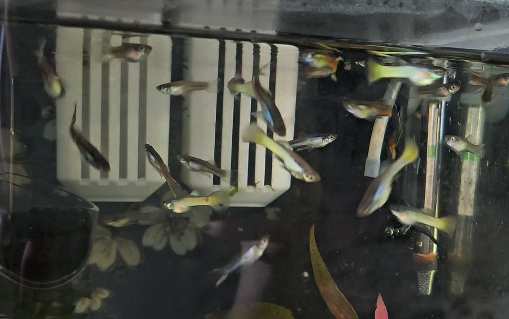 GUPPY ENDLER + CITROENGEEL (MANNETJES), Dieren en Toebehoren, Vissen | Aquaria en Toebehoren, Ophalen