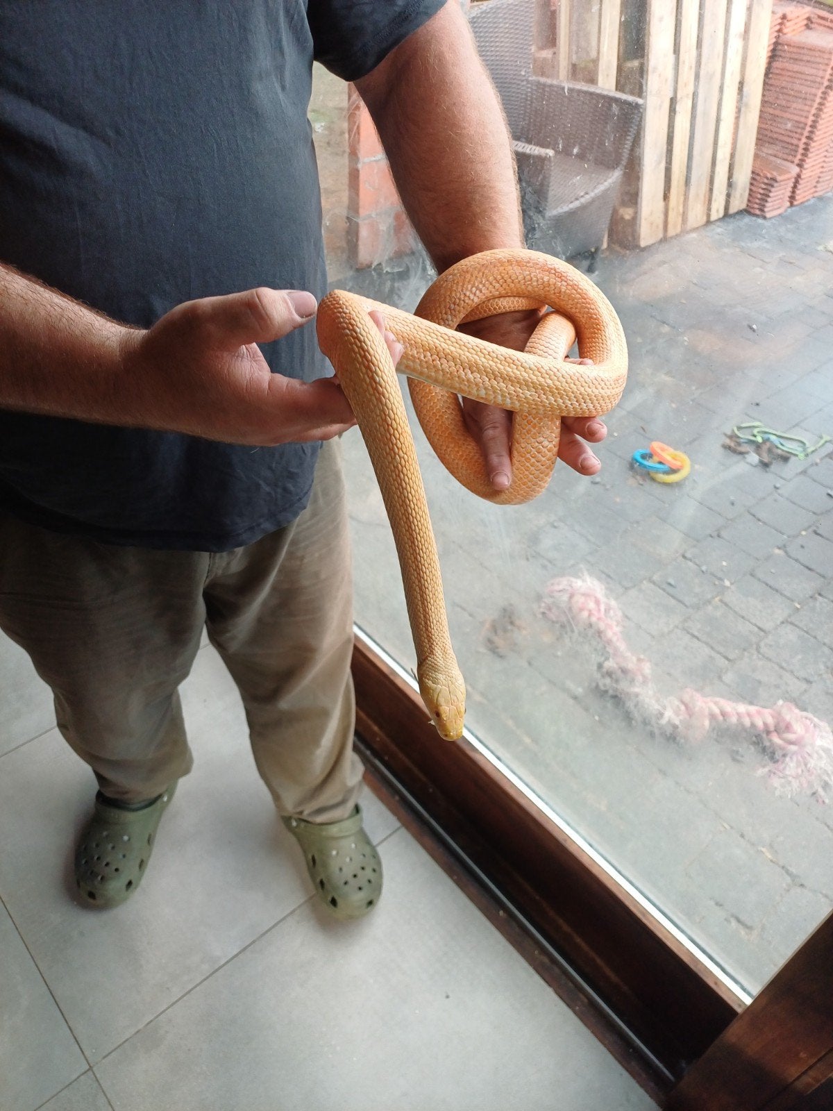 Albino korenslang, Animaux & Accessoires, Reptiles & Amphibiens
