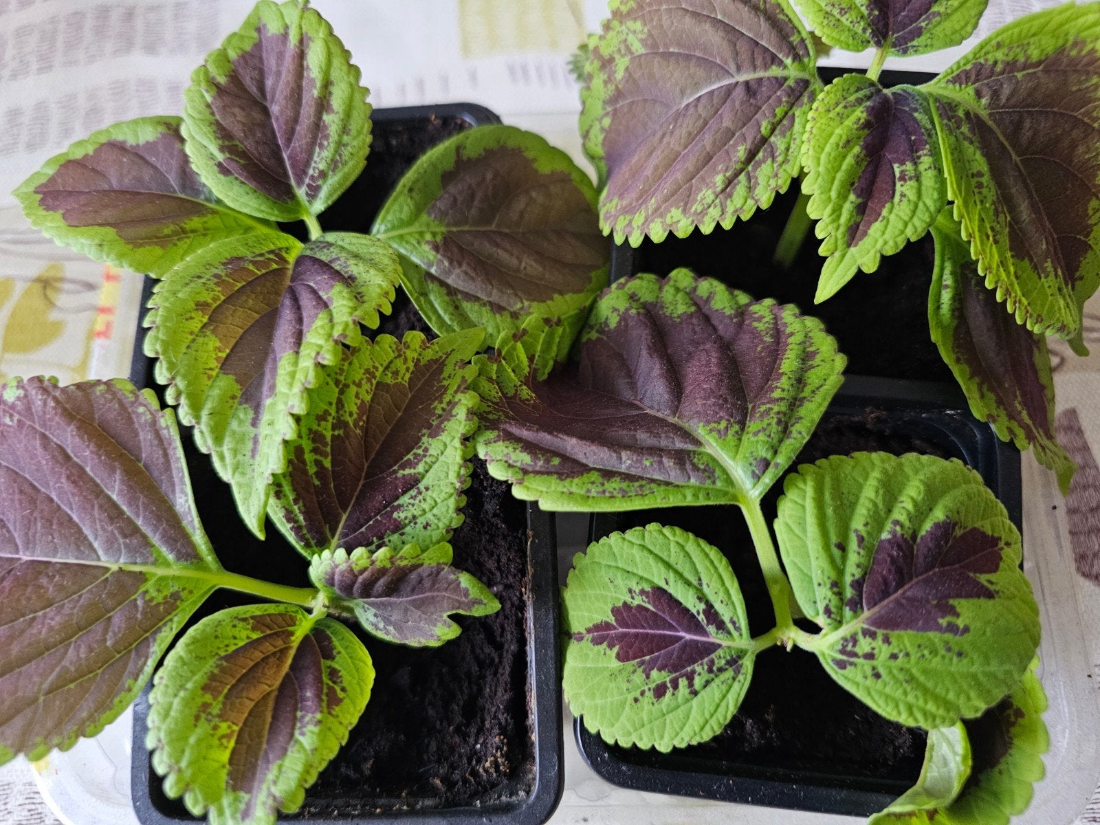 Coleus 2€ le pot, Ophalen