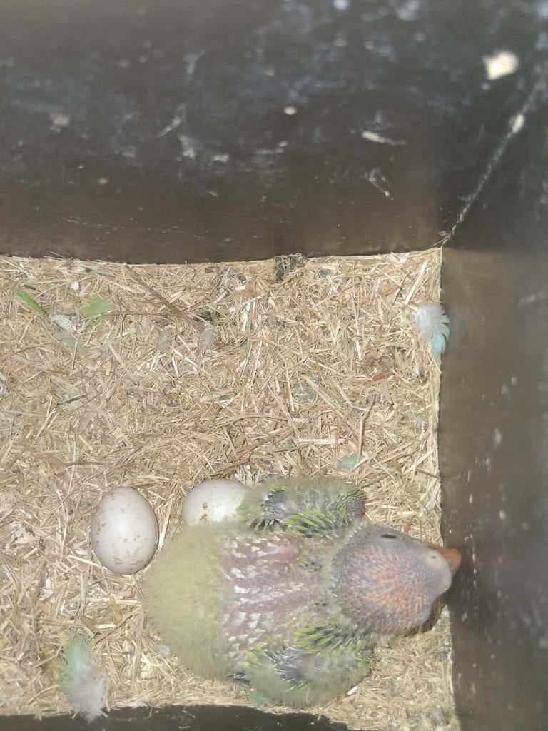 Personata voor handopfok, Dieren en Toebehoren