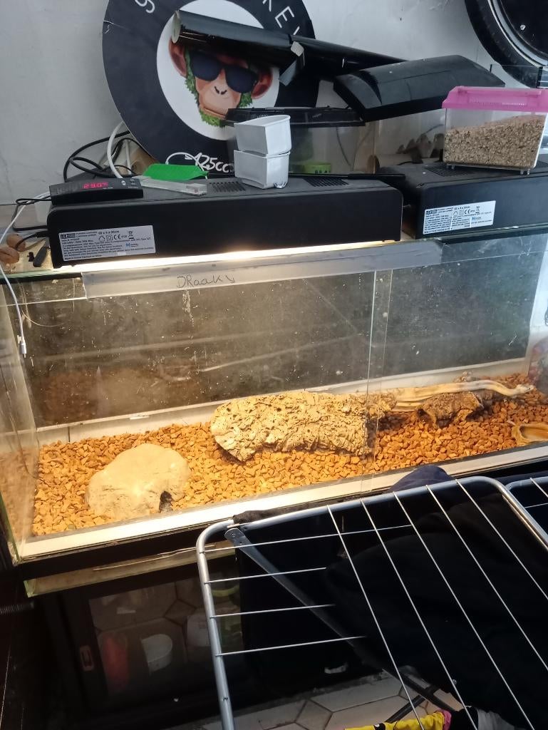 Konings python met kooi, Dieren en Toebehoren, Reptielen en Amfibieën, Slang, Met terrarium