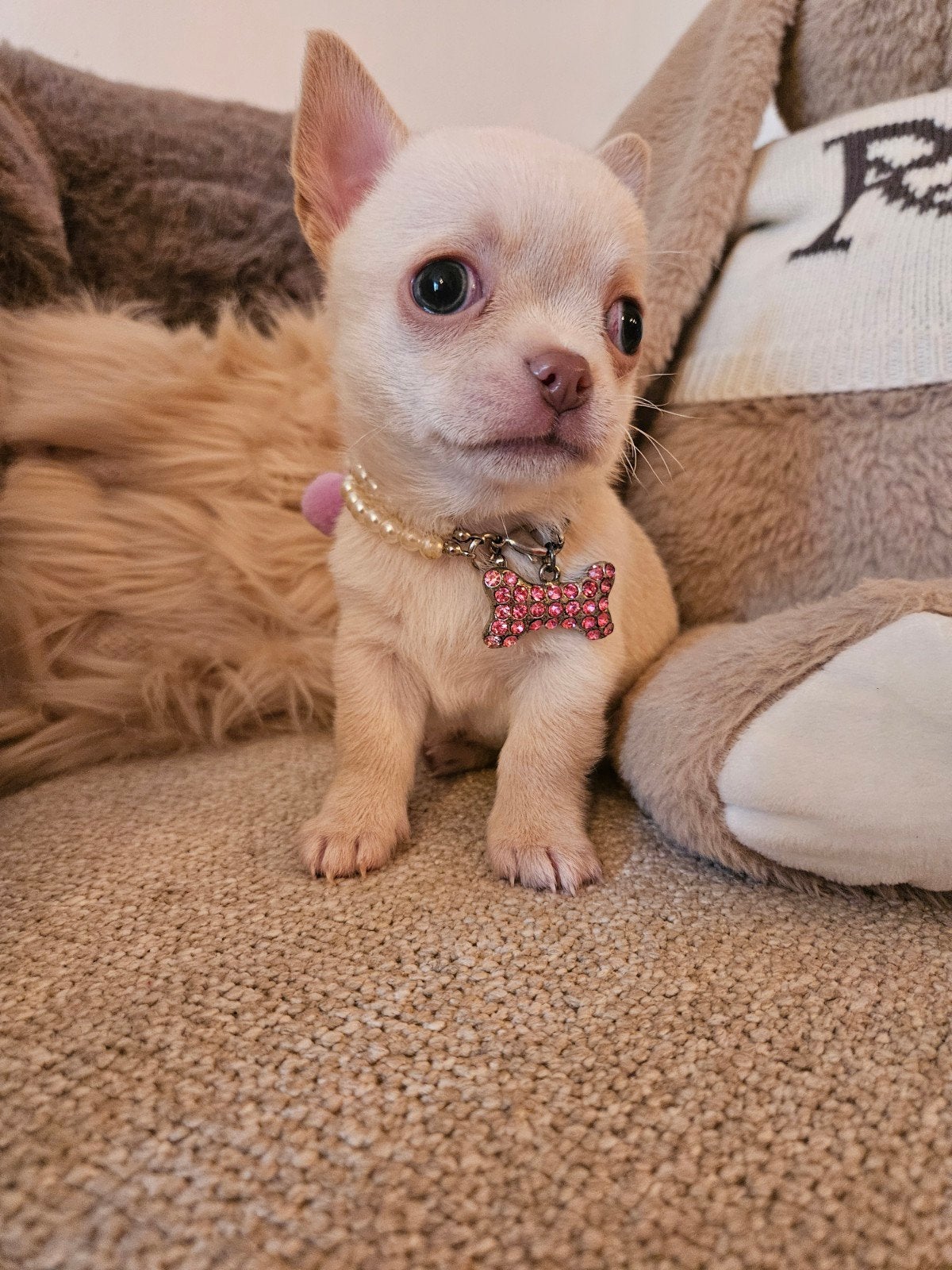 chihuahua reutje, Animaux & Accessoires, Belgique, 8 à 15 semaines, Plusieurs, Éleveur | Loisir