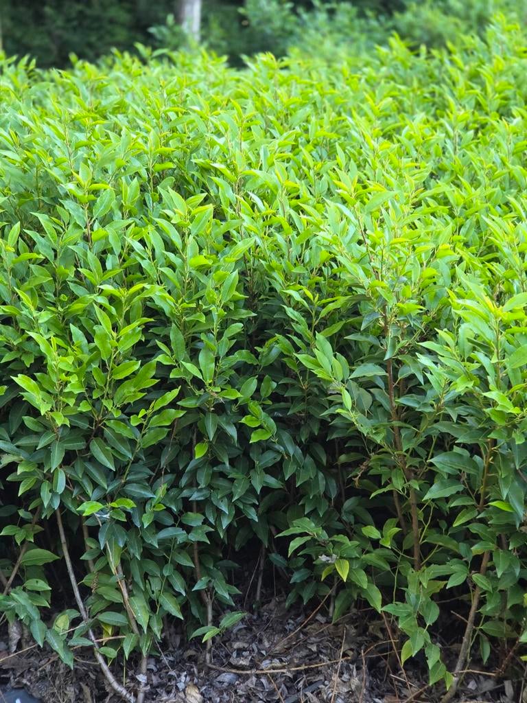 Uitverkoop portugese laurierhaag PROMOTIE prunus lusitanica, Ophalen of Verzenden, Buxus