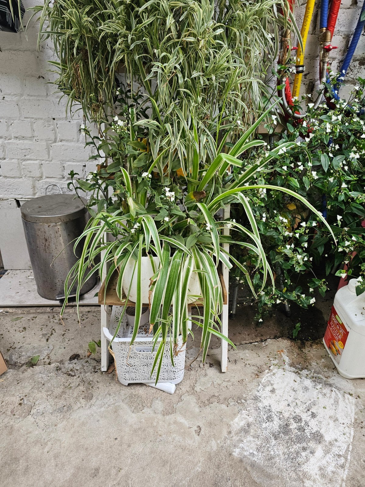 Verschillende gezonde binnen/buitenplanten, VANAF 10€, Tuin en Terras, Planten | Tuinplanten, Ophalen