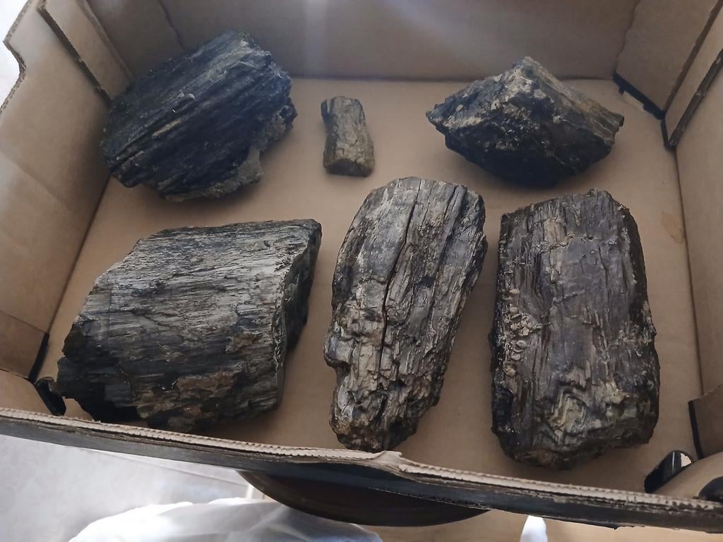 Fossiel hout, Enlèvement ou Envoi