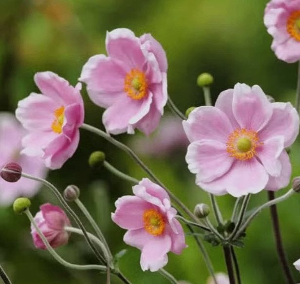 Herfstanemone tomentosa 'Robustissima', Tuin en Terras, Planten | Tuinplanten, Ophalen, Herfst, Vaste plant, Halfschaduw