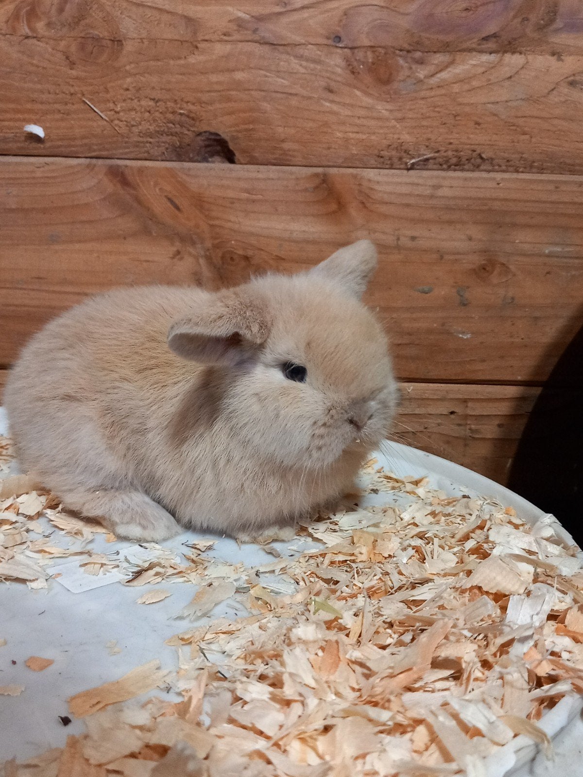 minilop rammelaartje, Mannelijk, Klein, Hangoor, 0 tot 2 jaar
