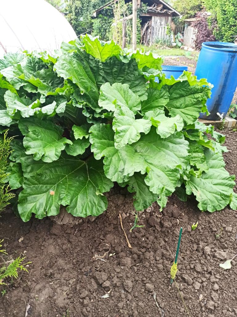 Rabarber, Tuin en Terras, Ophalen