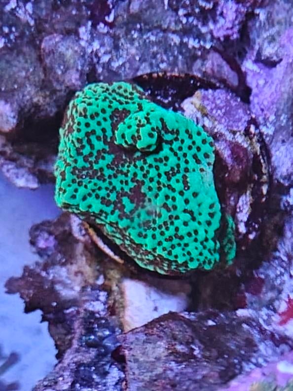 Montipora chili peper