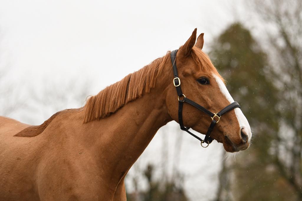Lieve 8-jarige ruin is op zoek naar nieuw liefdevol huisje, Dieren en Toebehoren, Ruin