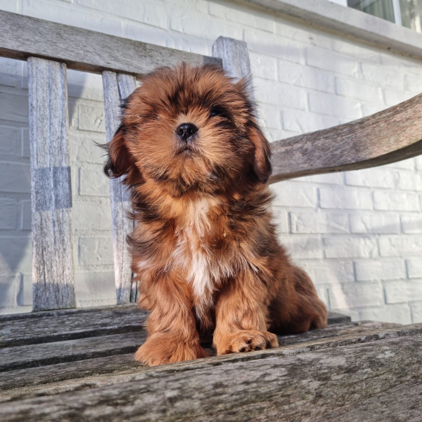 shih tzu pups, Dieren en Toebehoren, België, Overige rassen, CDV (hondenziekte), 8 tot 15 weken
