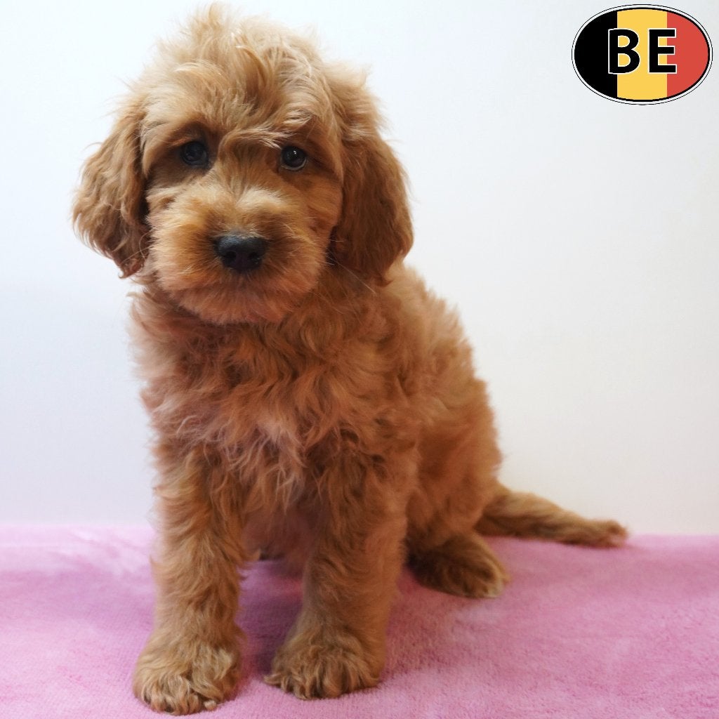 Schattige Cockapoo pups te koop (geboren in België), Dieren en Toebehoren, Honden | Chihuahua's en Gezelschapshonden, Meerdere dieren