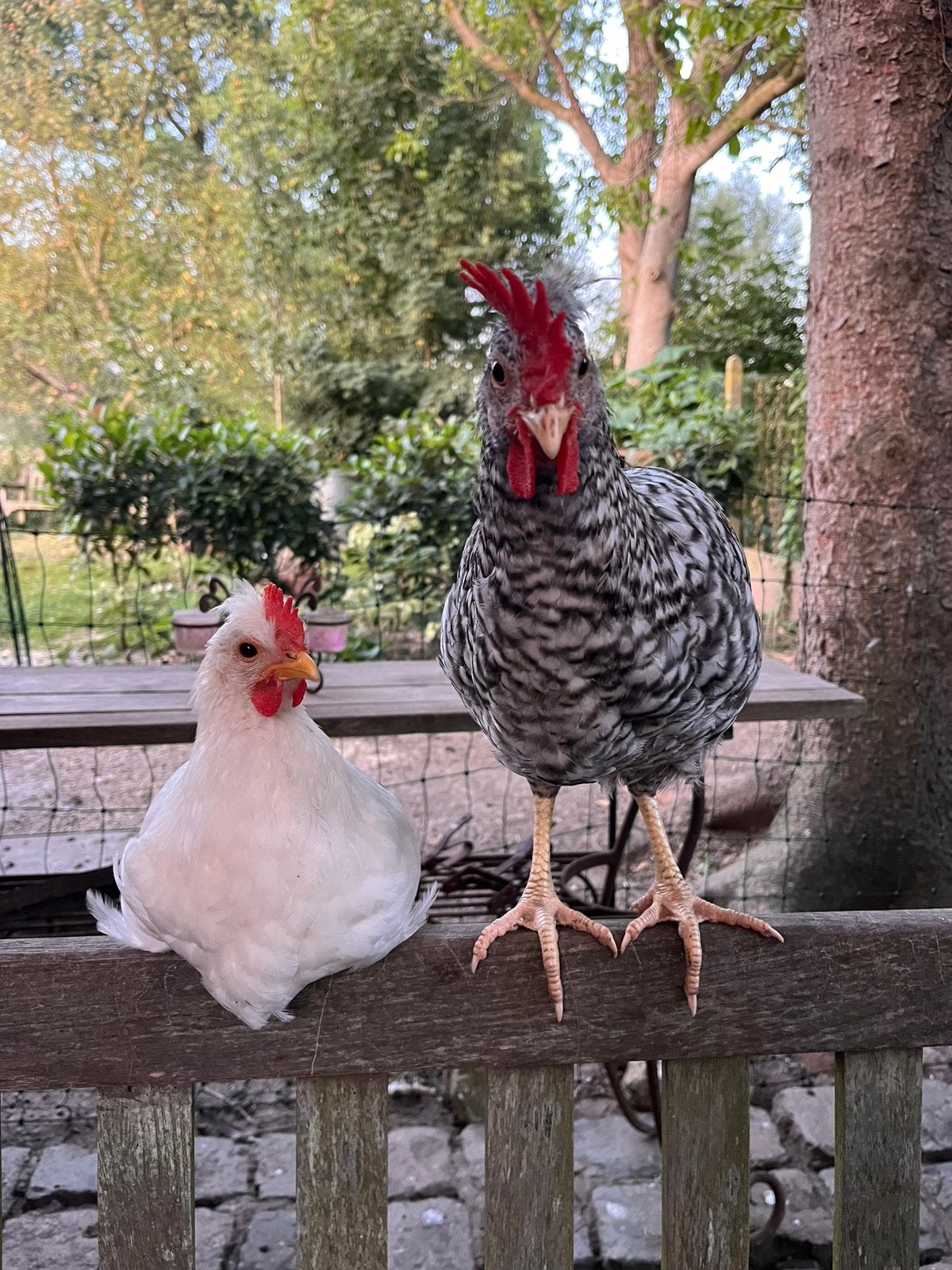 Cream legbar haantjes, Dieren en Toebehoren, Pluimvee, Mannelijk, Kip