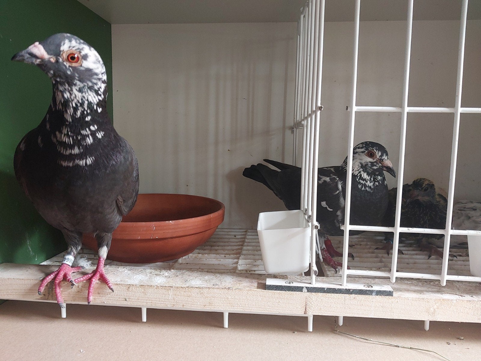 Prachtig koppel postduiven, Dieren en Toebehoren, Vogels | Duiven