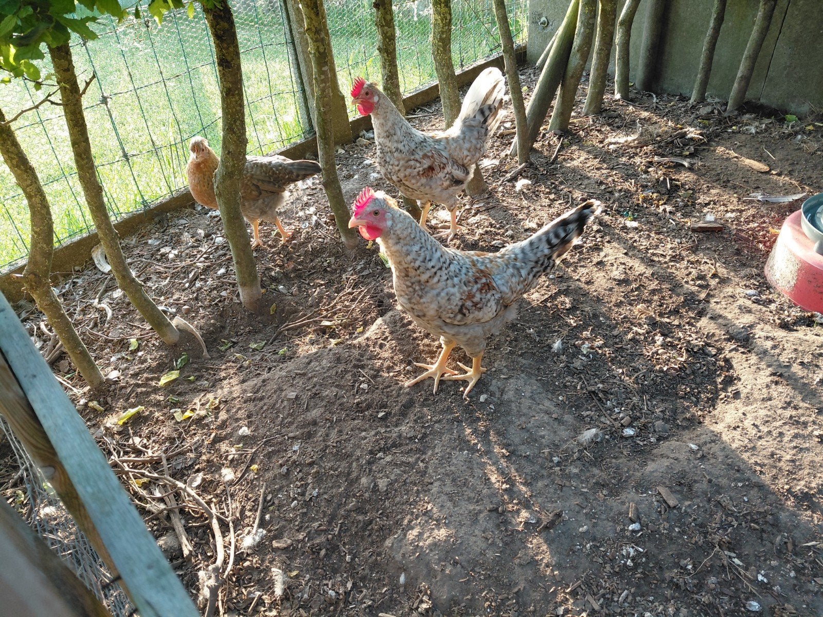 Cream legbar, Dieren en Toebehoren, Pluimvee