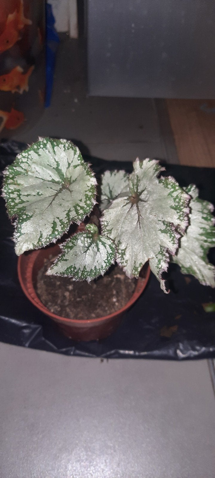 plante bouture bégonia Rex argentée jewel, Huis en Inrichting, Ophalen, Overige soorten, Halfschaduw, In pot